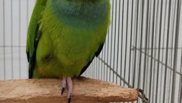 49.Međunarodni sajam peradarstva, Sombor 2026.