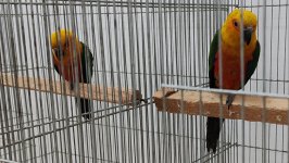 49.Međunarodni sajam peradarstva, Sombor 2026.