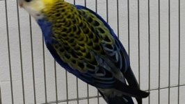 49.Međunarodni sajam peradarstva, Sombor 2026.