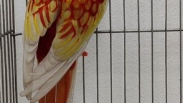 49.Međunarodni sajam peradarstva, Sombor 2026.