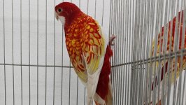 49.Međunarodni sajam peradarstva, Sombor 2026.