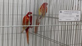 49.Međunarodni sajam peradarstva, Sombor 2026.