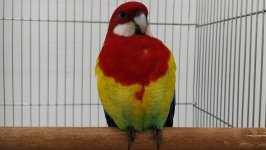 49.Međunarodni sajam peradarstva, Sombor 2026.