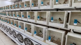 49.Međunarodni sajam peradarstva, Sombor 2026.