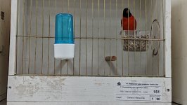 49.Međunarodni sajam peradarstva, Sombor 2026.