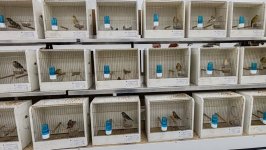 49.Međunarodni sajam peradarstva, Sombor 2026.