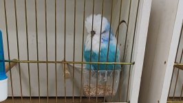 49.Međunarodni sajam peradarstva, Sombor 2026.