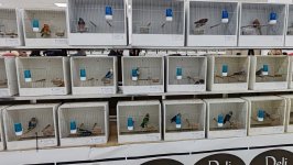 49.Međunarodni sajam peradarstva, Sombor 2026.