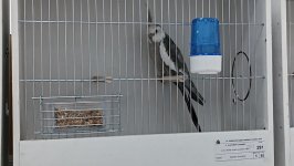 49.Međunarodni sajam peradarstva, Sombor 2026.