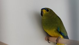 49.Međunarodni sajam peradarstva, Sombor 2026.