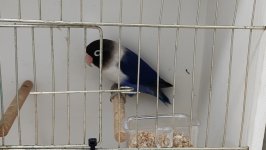 49.Međunarodni sajam peradarstva, Sombor 2026.