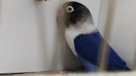 49.Međunarodni sajam peradarstva, Sombor 2026.