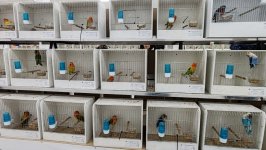 49.Međunarodni sajam peradarstva, Sombor 2026.