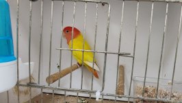 49.Međunarodni sajam peradarstva, Sombor 2026.