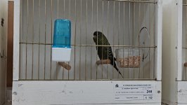 49.Međunarodni sajam peradarstva, Sombor 2026.