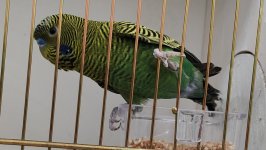 49.Međunarodni sajam peradarstva, Sombor 2026.