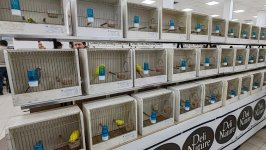 49.Međunarodni sajam peradarstva, Sombor 2026.