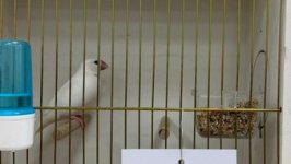 49.Međunarodni sajam peradarstva, Sombor 2026.